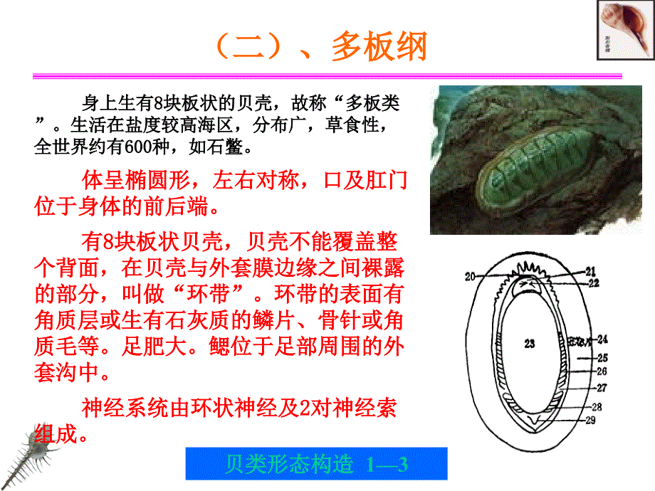 贝类的外部形态和内部形态构造.ppt_第3页