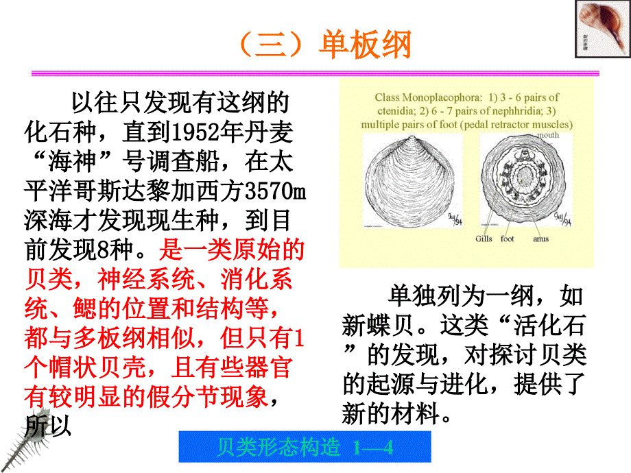 贝类的外部形态和内部形态构造.ppt_第4页