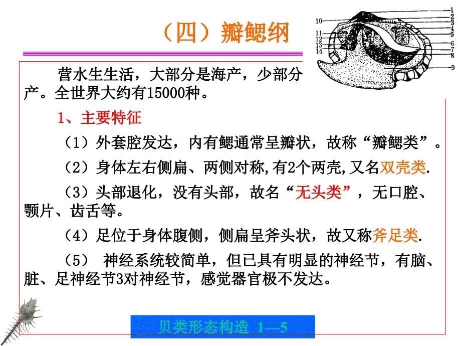 贝类的外部形态和内部形态构造.ppt_第5页