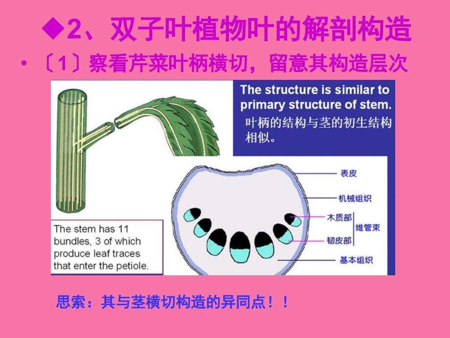 实验九叶的形态ppt课件_第3页