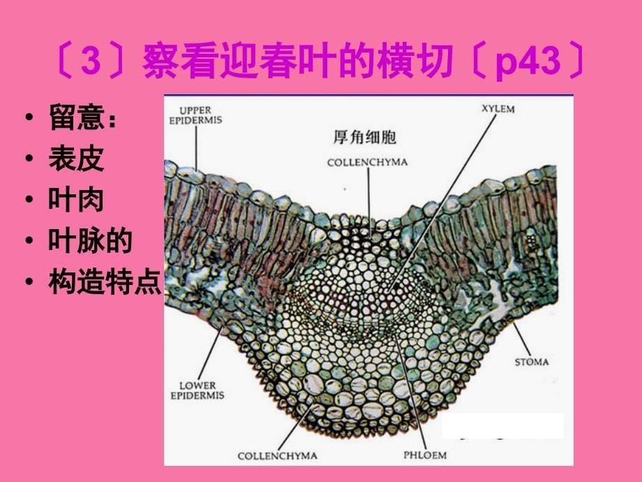 实验九叶的形态ppt课件_第5页