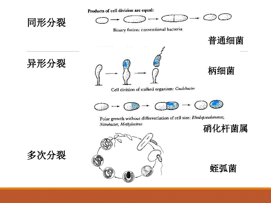 普通微生物学普通微生物学 (5)_第3页