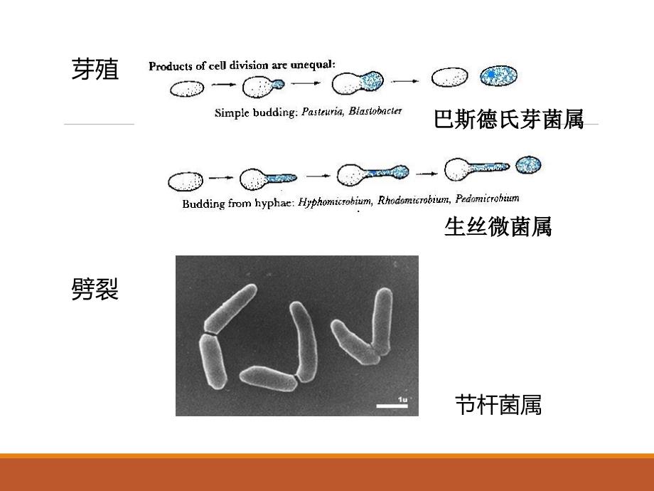 普通微生物学普通微生物学 (5)_第4页