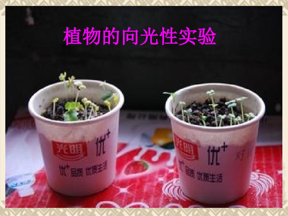 植物向哪里生长课件_第4页