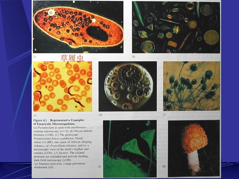 普通微生物学普通微生物学 (7)_第5页
