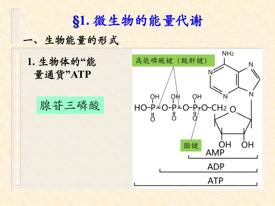 普通微生物学普通微生物学 (17)_第3页