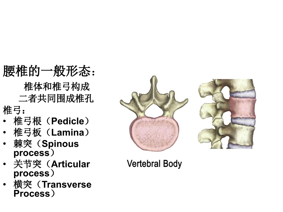 腰椎的解剖及腰部的层次解剖ppt课件_第2页