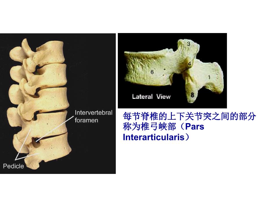 腰椎的解剖及腰部的层次解剖ppt课件_第3页