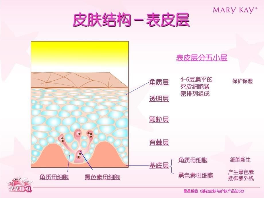 基础皮肤与产品知识概述_第5页