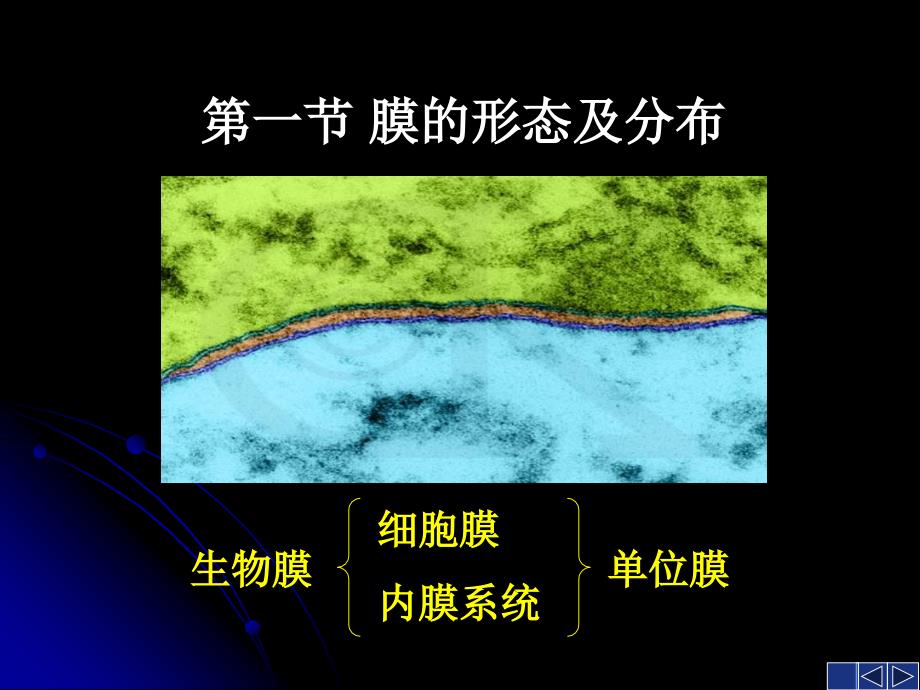 《细胞膜生物学》PPT课件.ppt_第4页