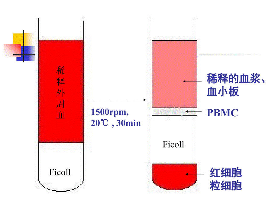 淋巴细胞分离实验知识讲解_第4页