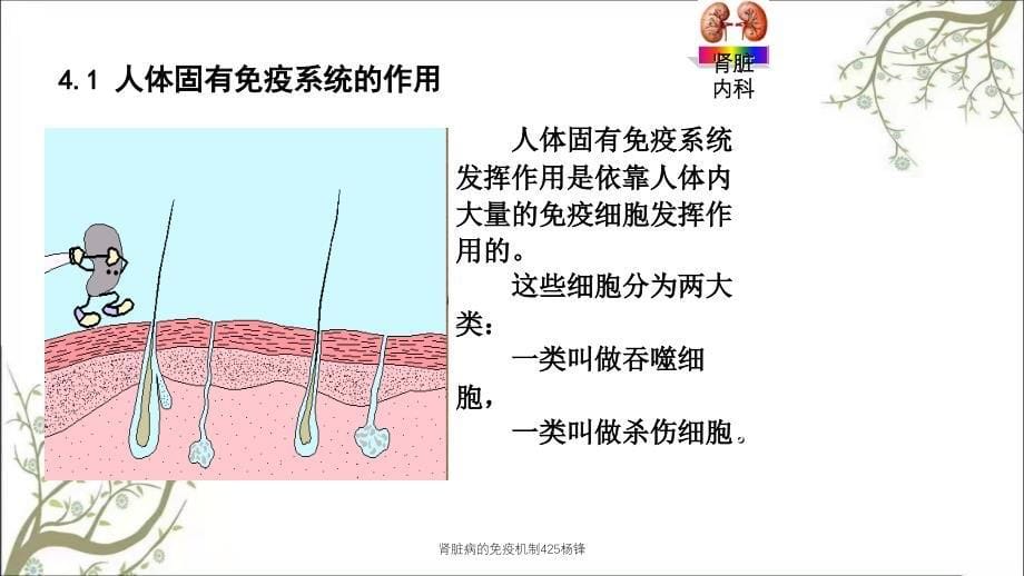 肾脏病的免疫机制425杨锋_第5页