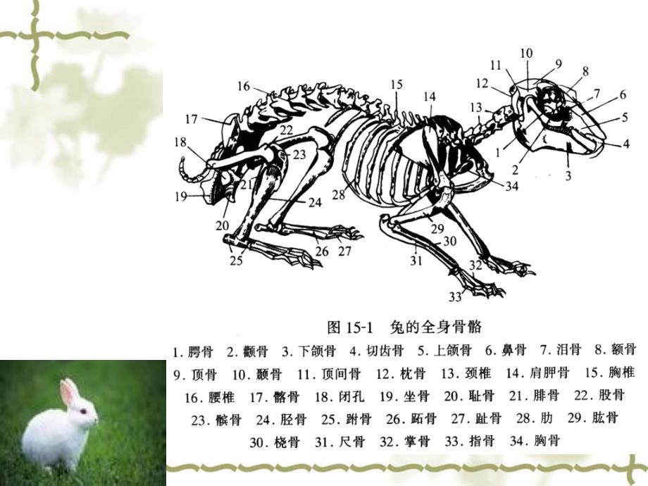 w家兔解剖学PPT课件_第3页