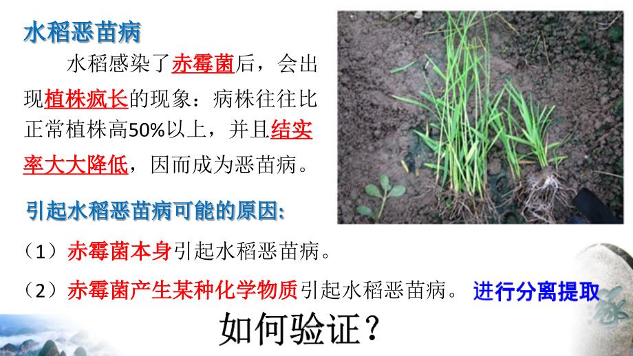 其他植物激素_第4页