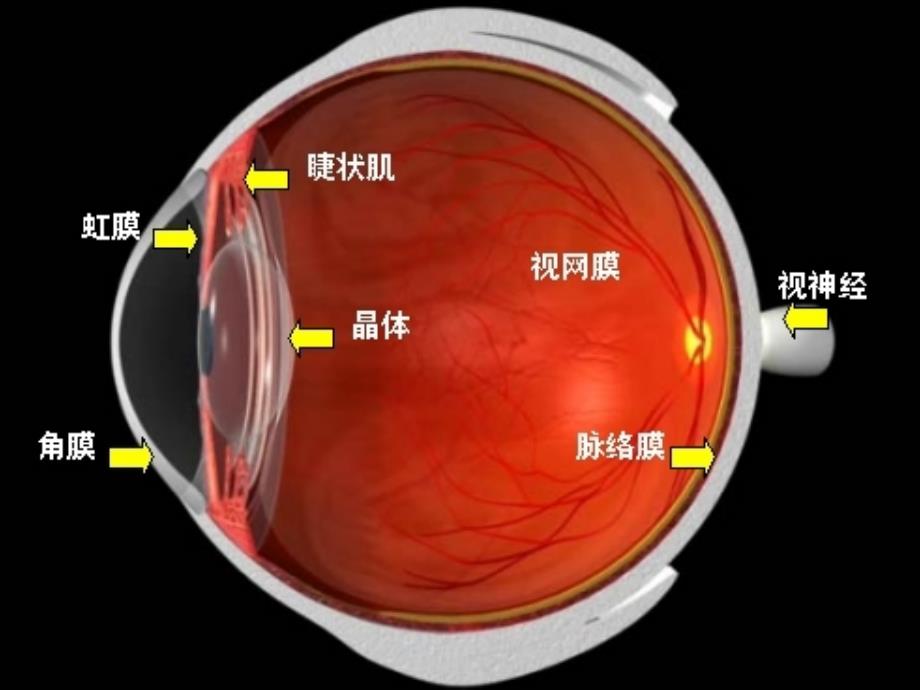 七年级生物下册第十二章第三节人体感知信息课件4（新版）苏教版_第4页