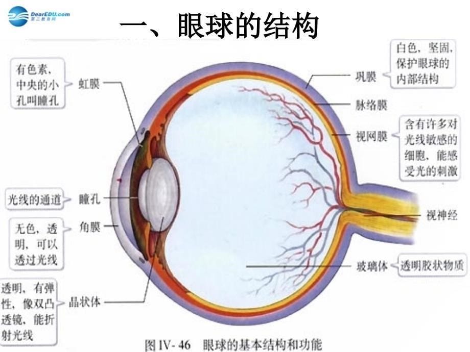 七年级生物下册第十二章第三节人体感知信息课件4（新版）苏教版_第5页