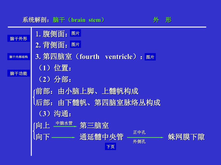 人体解剖学脑干_第4页