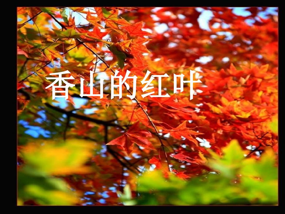 香山的红叶课件PPT_第1页