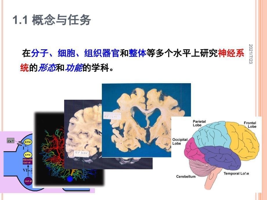 神经生物学绪论PPT课件_第5页