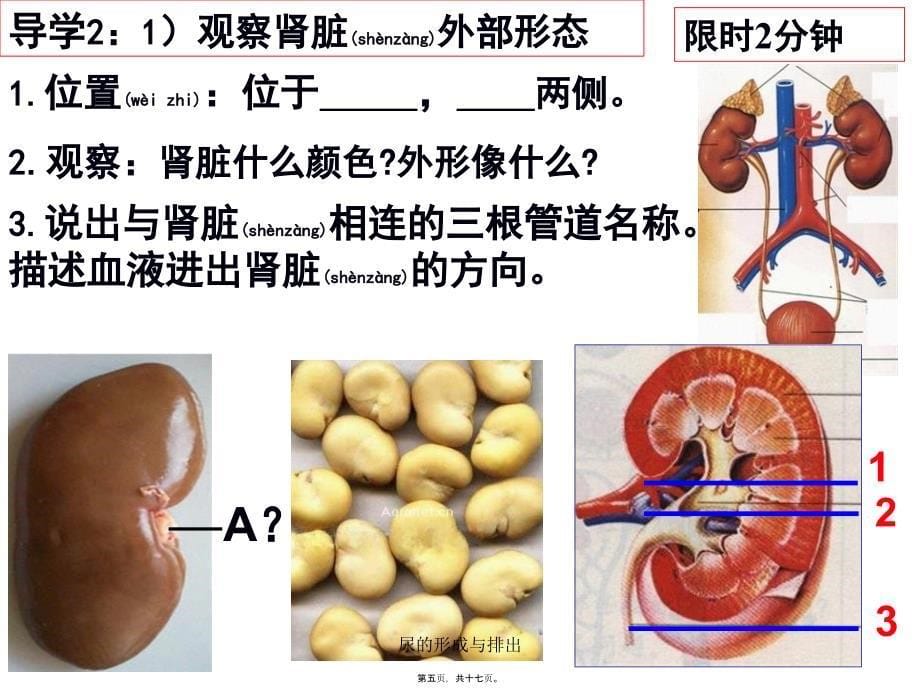 尿的形成与排出课件_第5页