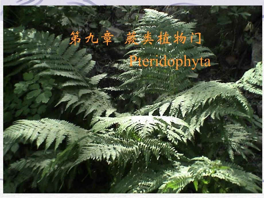 《蕨类植物门》PPT课件.ppt_第1页