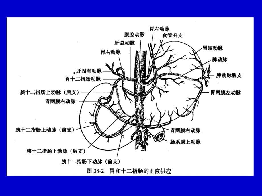 胃十二指肠溃疡幻灯_第5页