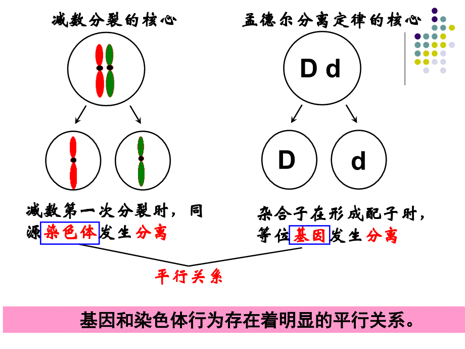 基因在染色体上(公开课).ppt_第4页