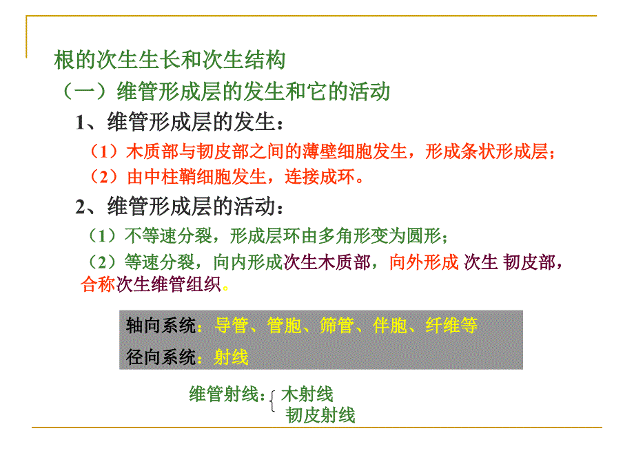 根的次生结构课件.ppt_第4页