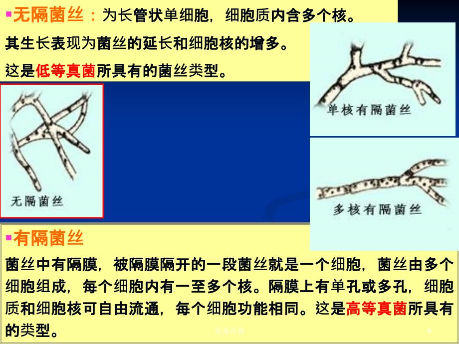 霉菌详实版【特选材料】_第4页