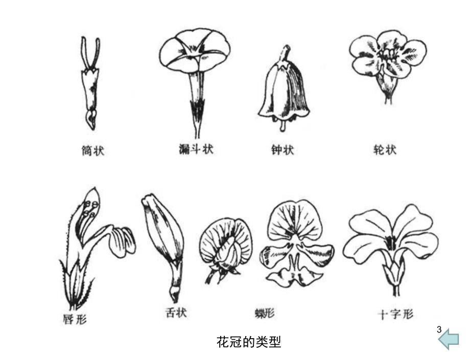 苏教版二年级美术下册《6花儿朵朵（一）》课件 1_第3页