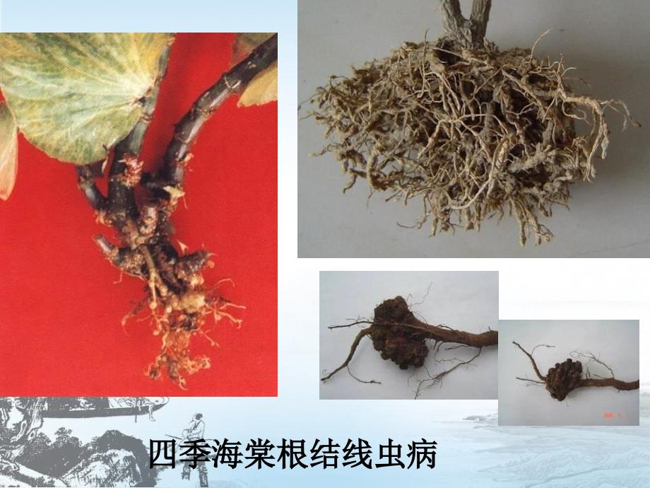 园林植物病虫害识别与防治_第2页