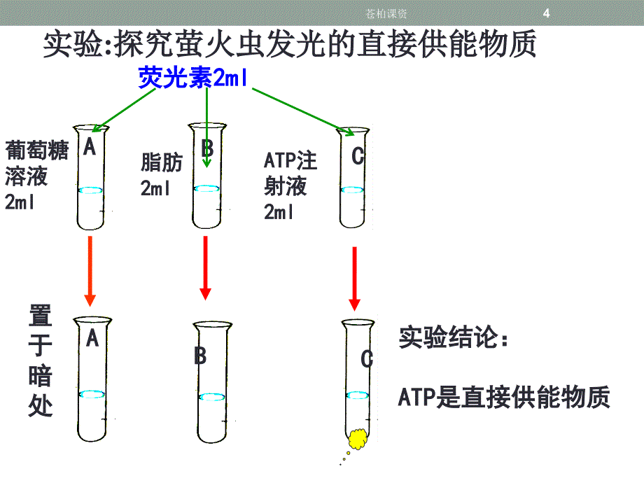 细胞的能量通货——ATP(赛课课件)【一类教资】_第4页