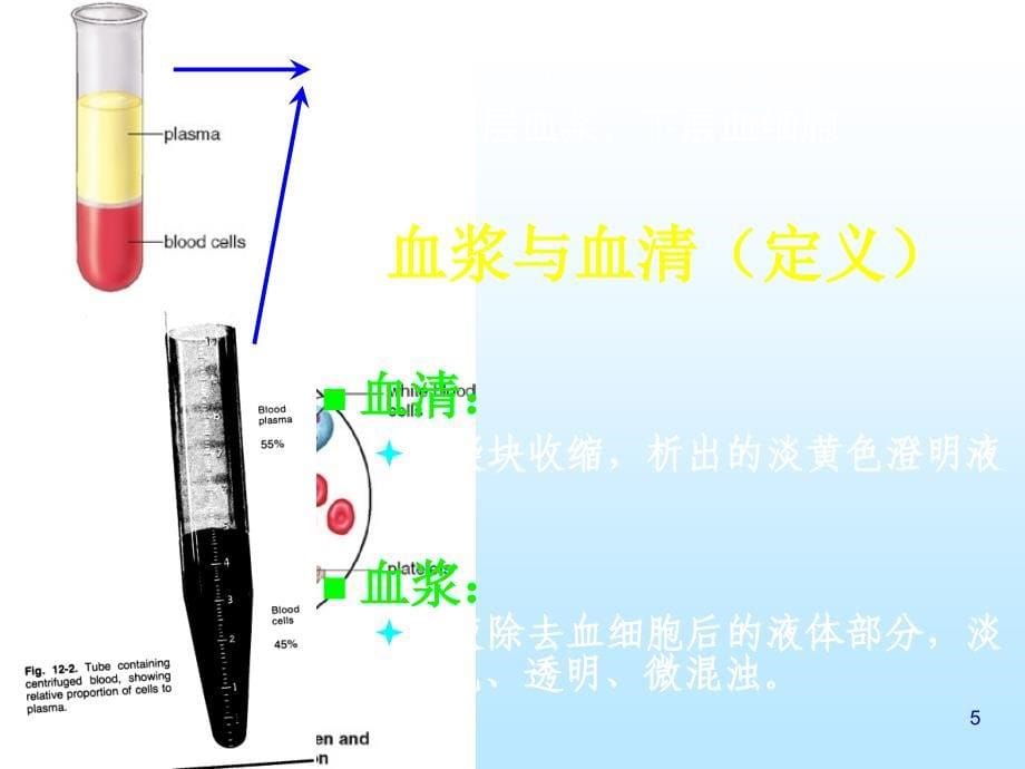 第二节血液系统构成及其生理名师编辑PPT课件_第5页