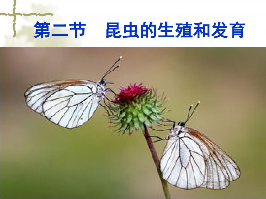 昆虫的生殖和发育ppT课件.ppt_第1页