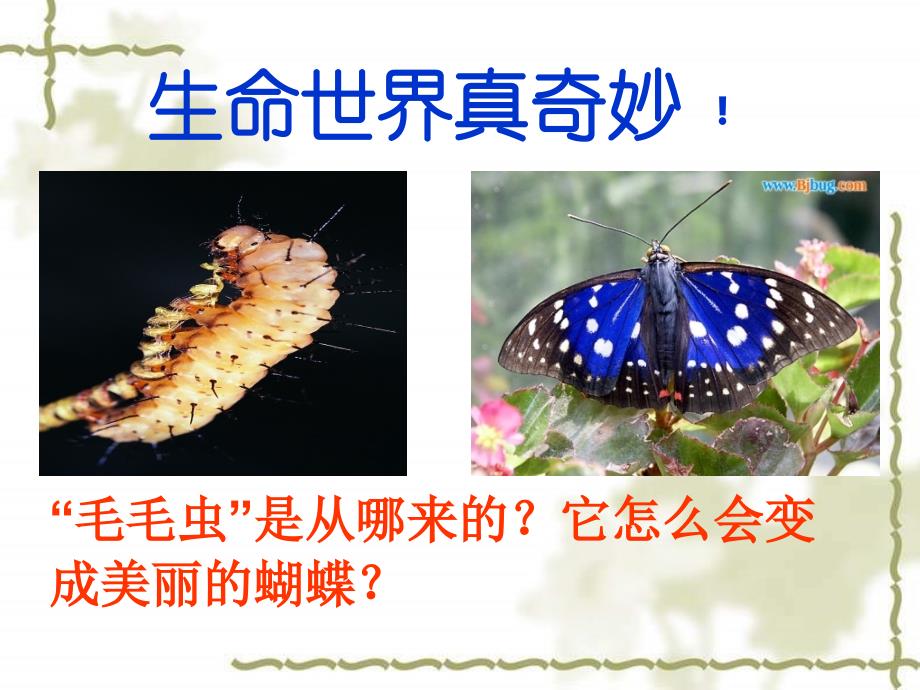 昆虫的生殖和发育ppT课件.ppt_第3页