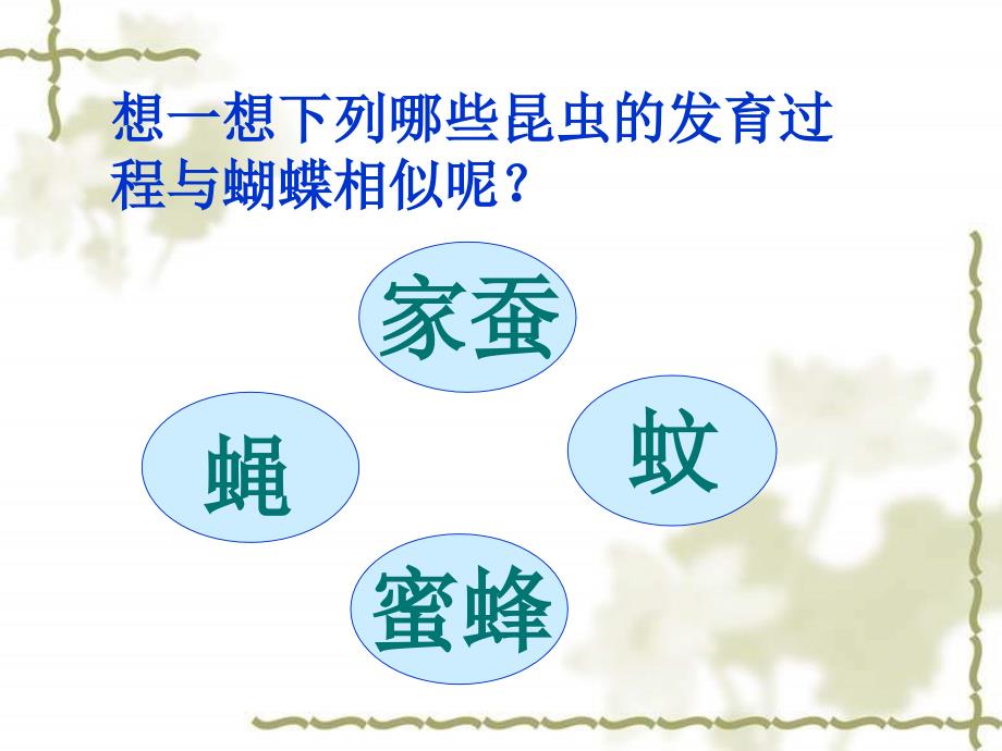 昆虫的生殖和发育ppT课件.ppt_第4页