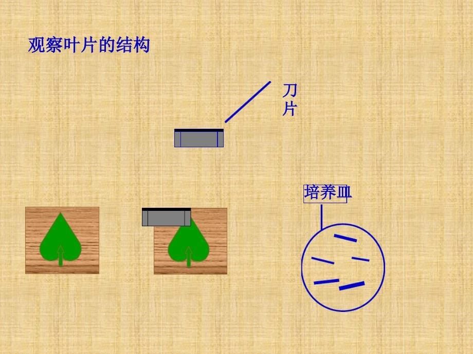 初中七年级生物上册33绿色植物与生物圈中的水循环名师优质课件新版新人教版_第5页