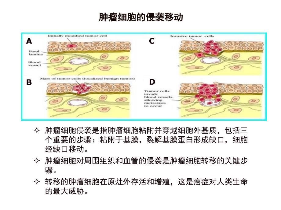 基质金属明胶酶与肿瘤的关系课件_第3页