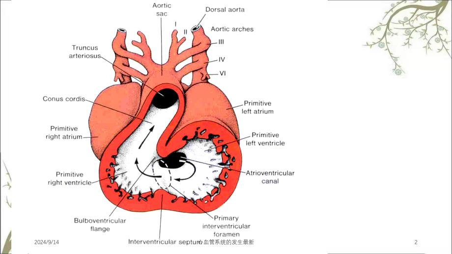 心血管系统的发生最新_第2页
