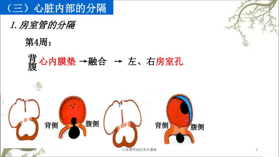 心血管系统的发生最新_第3页