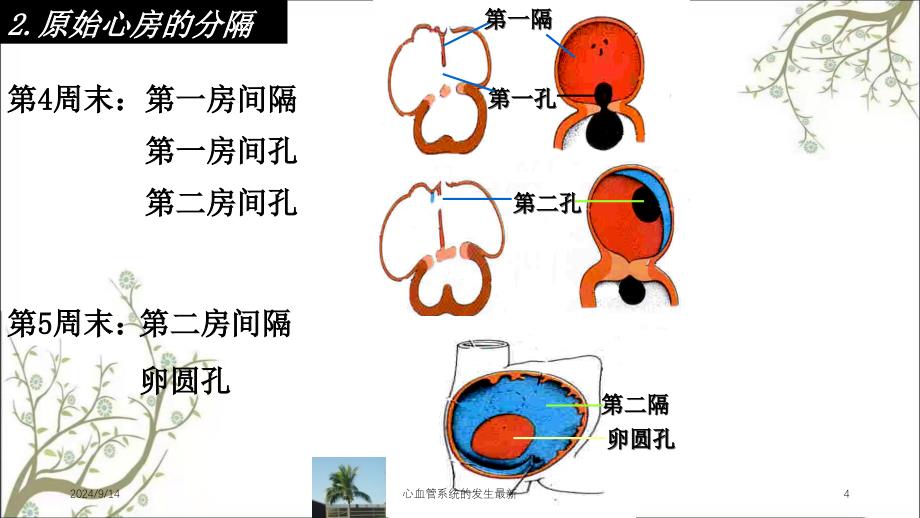 心血管系统的发生最新_第4页