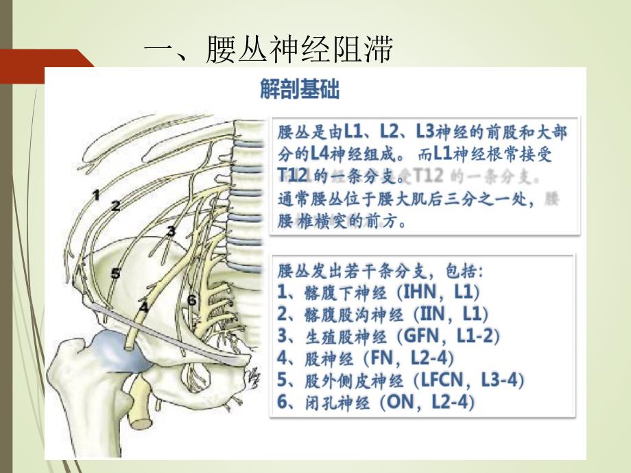 超声引导腰丛阻滞.ppt_第4页