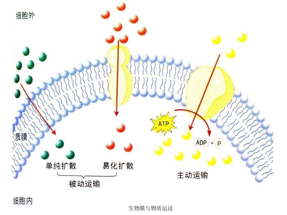 生物膜与物质运送课件_第4页