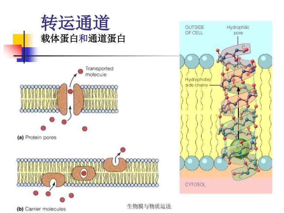 生物膜与物质运送课件_第5页