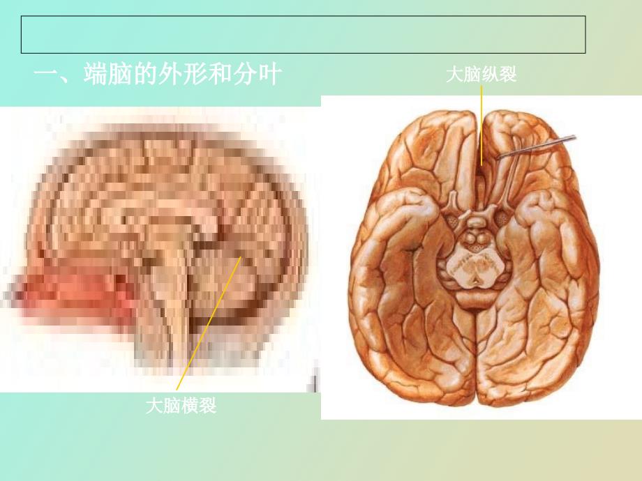 大脑解剖结构_第3页