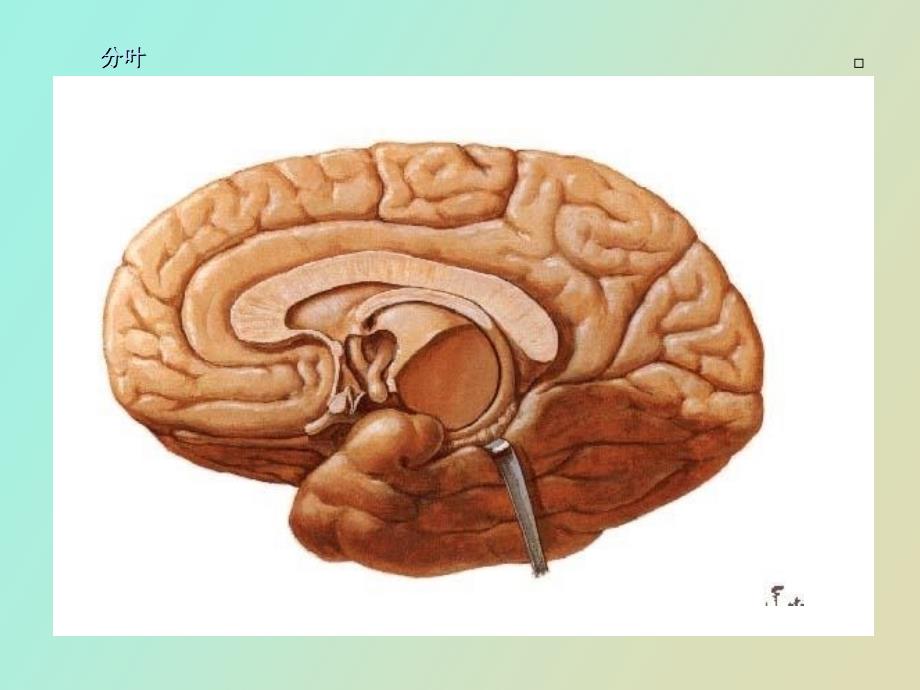 大脑解剖结构_第4页