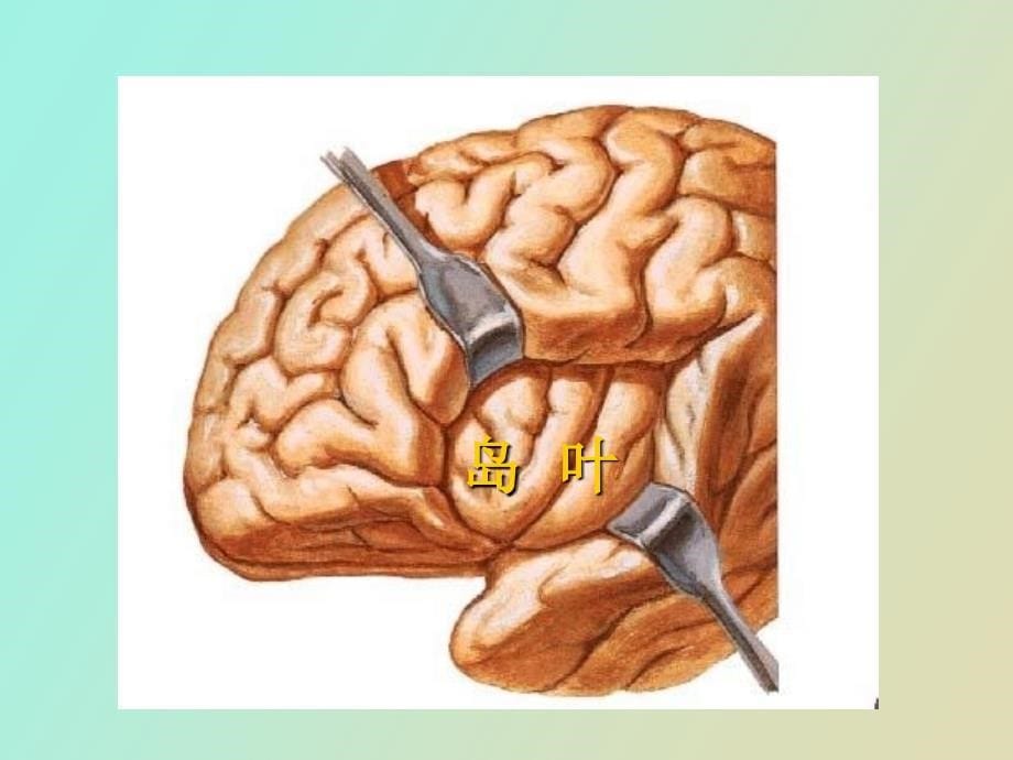 大脑解剖结构_第5页