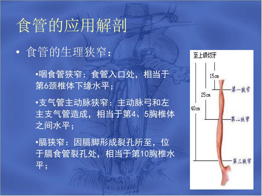 食管疾病ppt课件_第3页