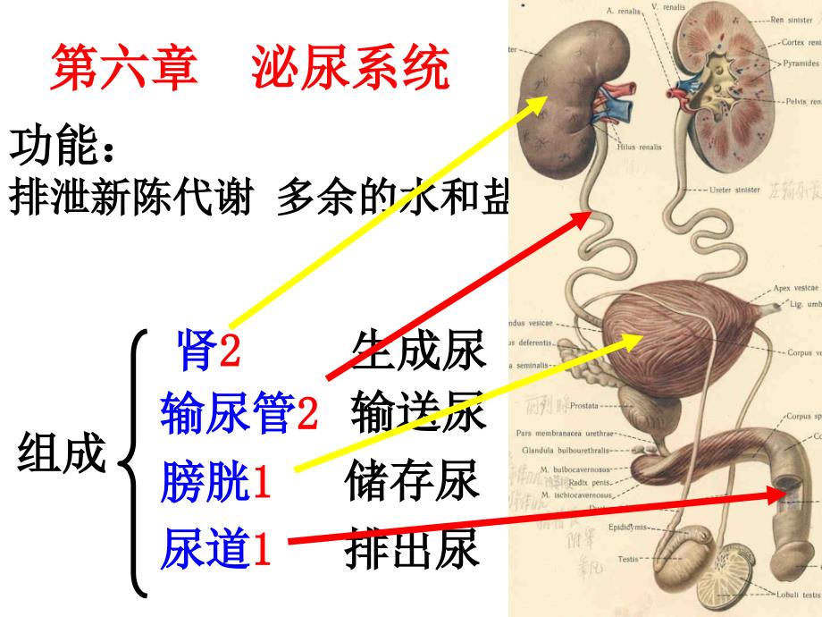 人体解剖学泌尿系统_第3页