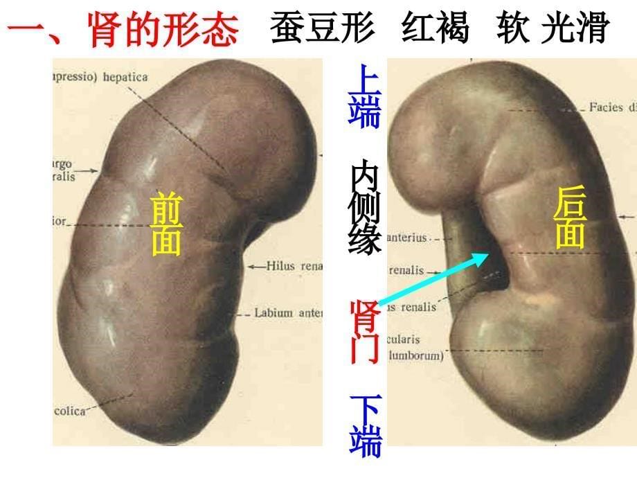 人体解剖学泌尿系统_第5页